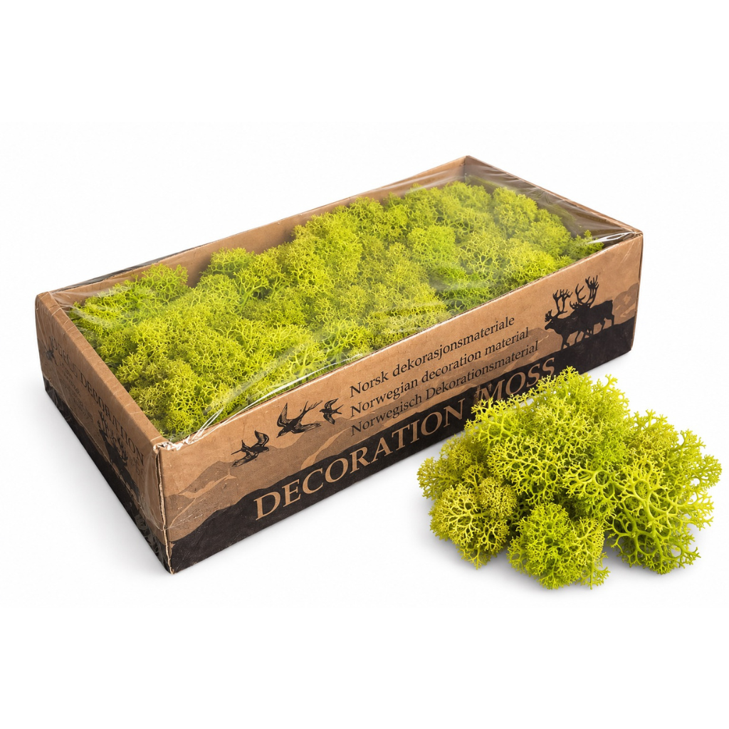 Světle zelený stabilizovaný islandský mech, balení 500 g